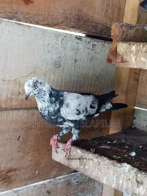 Pigeon