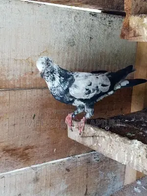 Pigeon