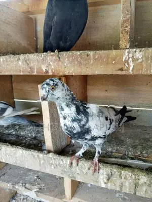 Pigeon