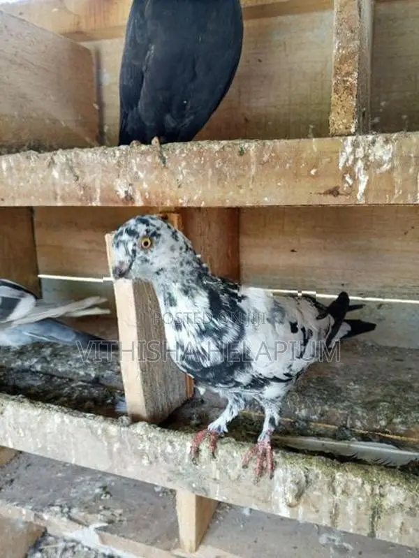 Pigeon