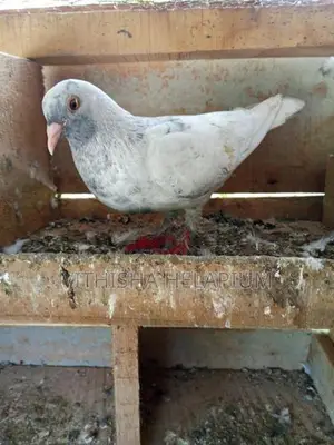 Pigeon