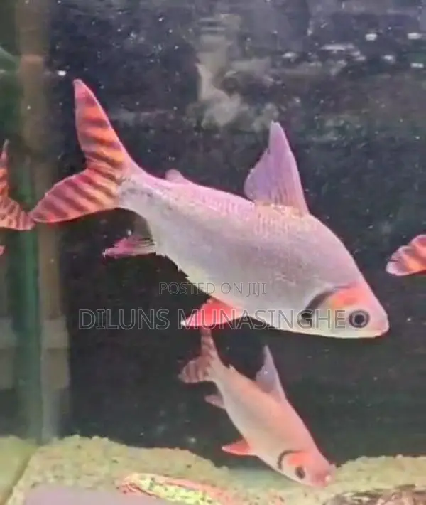 Red Flagtail Fish