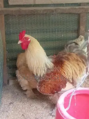 Brahma Chick