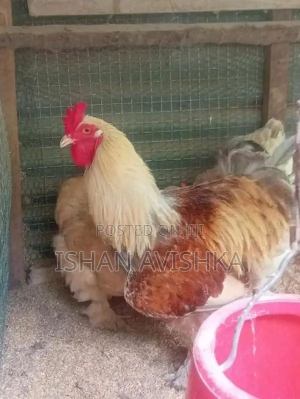Brahma Chick