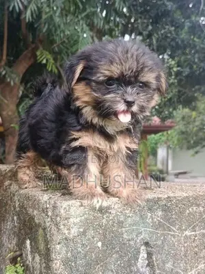 Shih Tzu Puppy