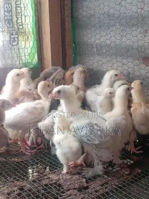 Brahma Chick