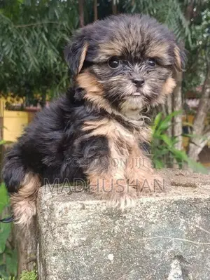 Shih Tzu Puppy