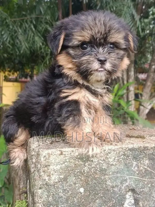 Shih Tzu Puppy