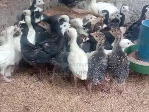 Brahma Chick
