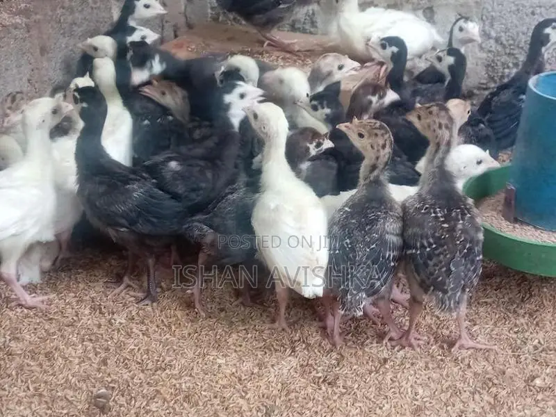 Brahma Chick