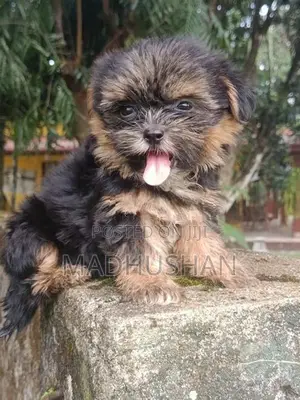 Shih Tzu Puppy