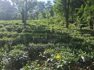 Agricultural Land for Sale in Yatiyanthota