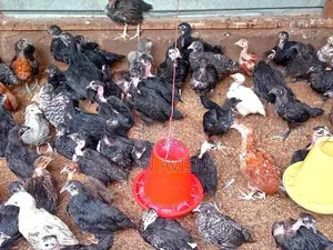 Brahma Chick