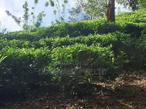 Agricultural Land for Sale in Yatiyanthota
