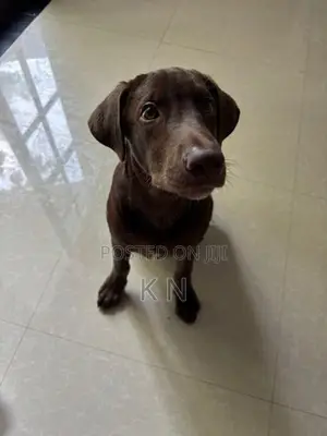 Labrador Puppy