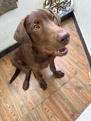 Labrador Puppy