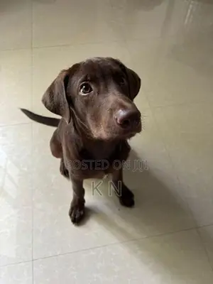 Labrador Puppy
