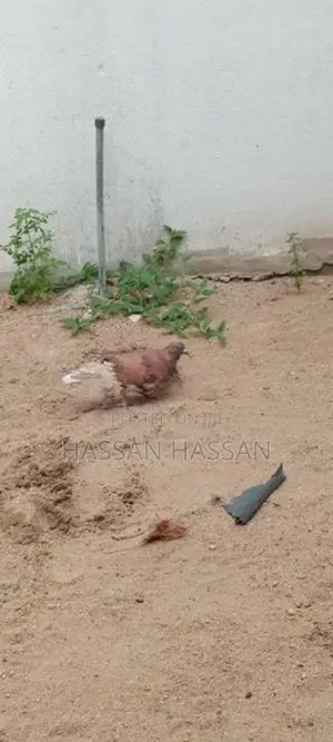 Pigeon