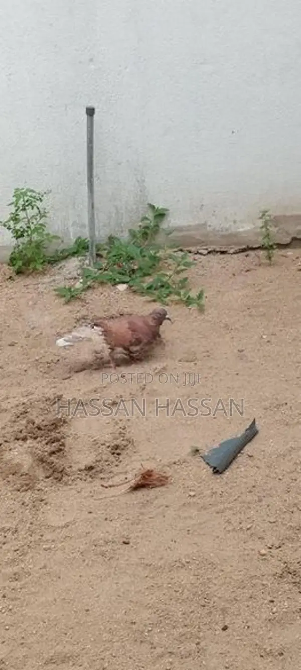 Pigeon