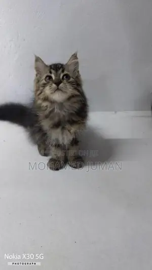 Persian Cat