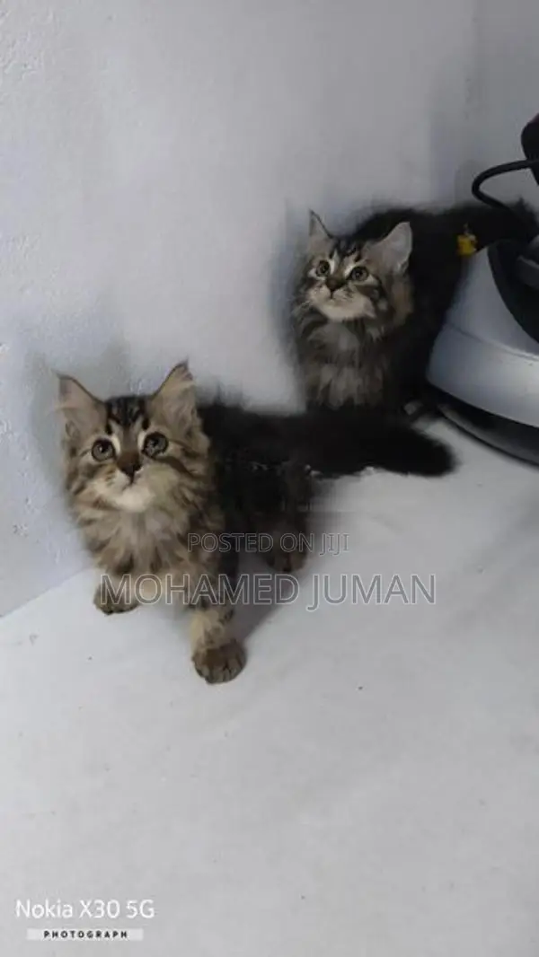 Persian Cat