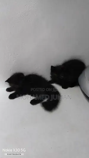 Persian Cat