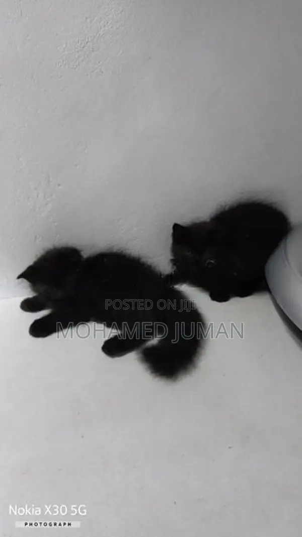 Persian Cat