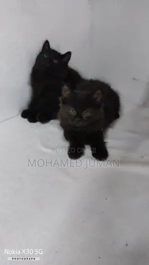 Persian Cat