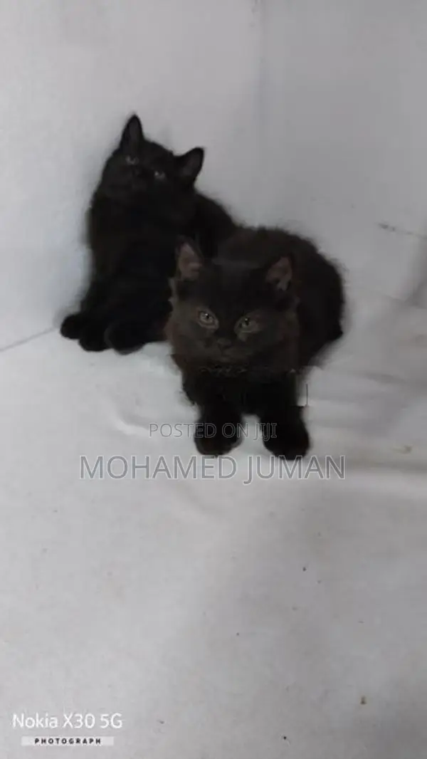 Persian Cat