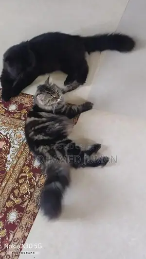 Persian Cat