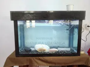 Custom Fish Tank with Fishes