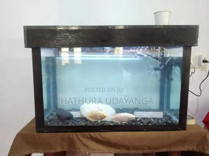 Custom Fish Tank with Fishes