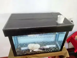 Custom Fish Tank with Fishes