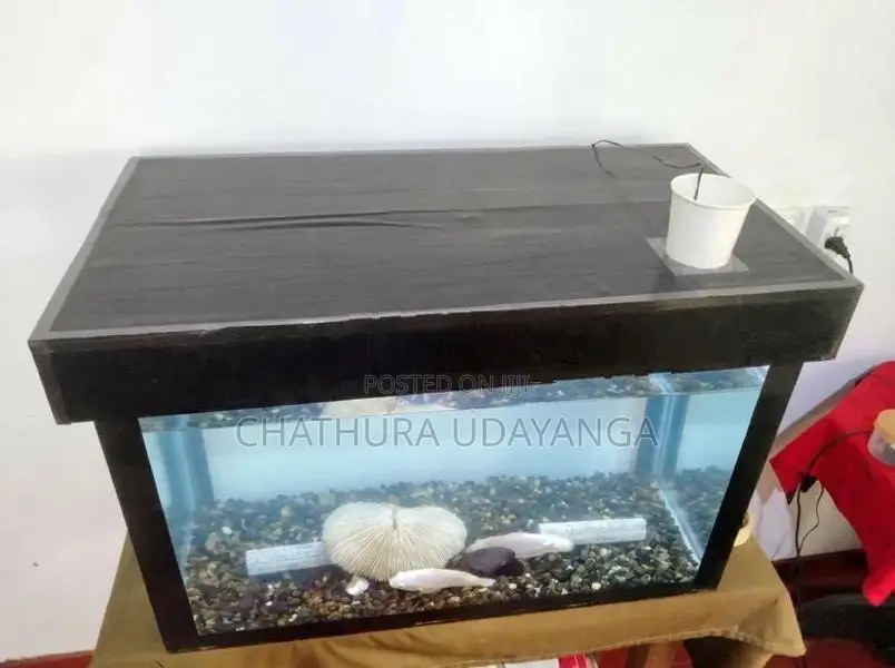 Custom Fish Tank with Fishes