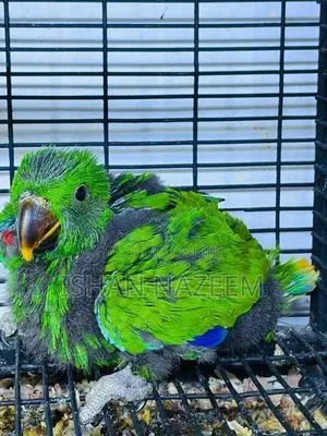Eclectrus Chick