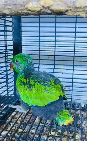 Eclectrus Chick