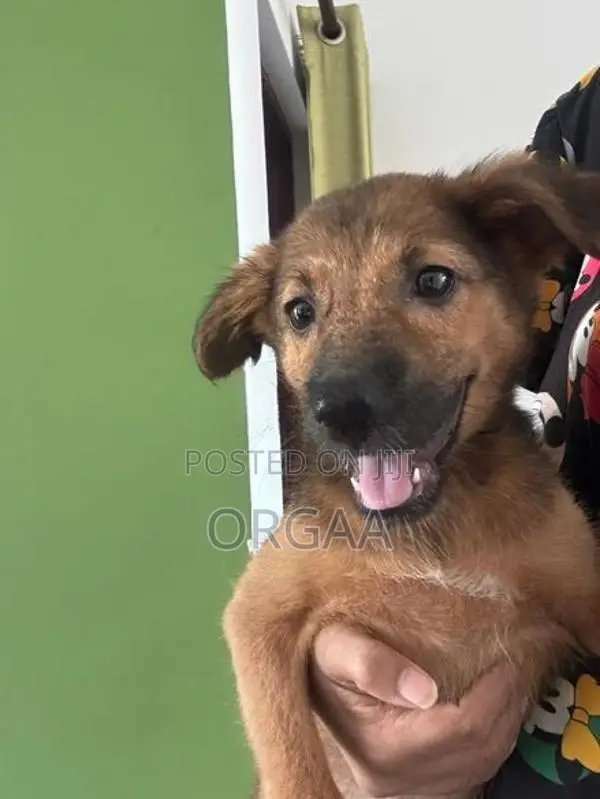 Puppy for Kind Home
