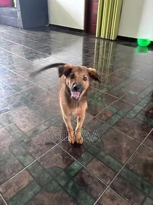 Puppy for Kind Home