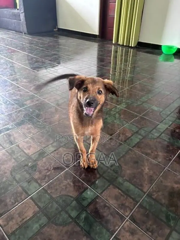 Puppy for Kind Home
