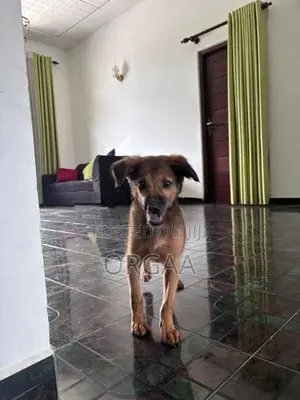 Puppy for Kind Home