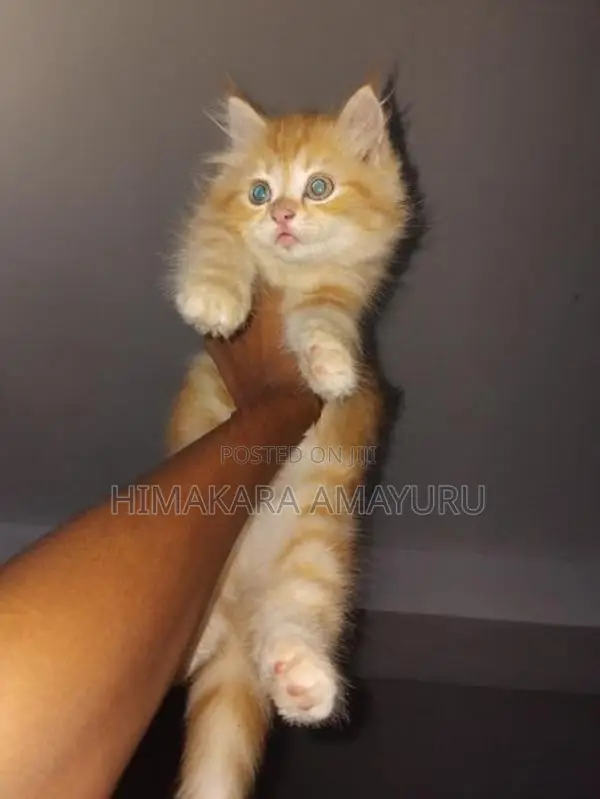Persian Kittens