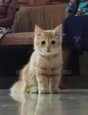 Persian Kittens