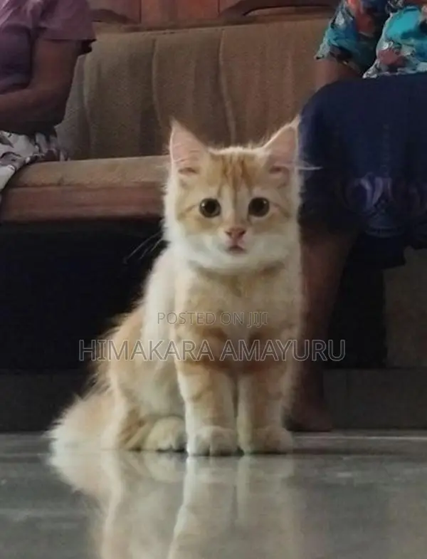 Persian Kittens
