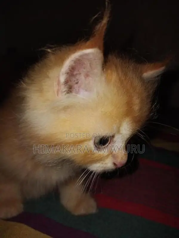Persian Kittens
