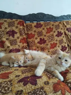 Persian Kittens
