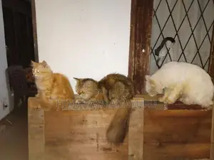 Persian Kittens