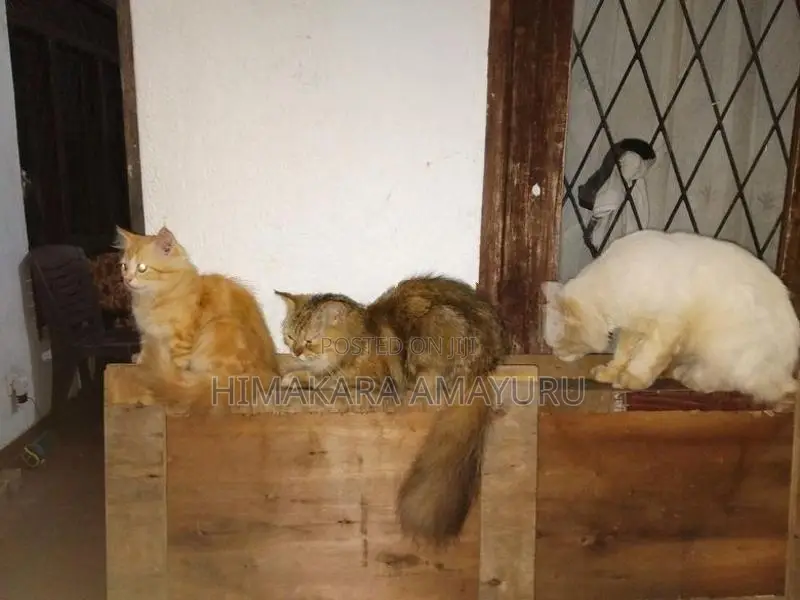 Persian Kittens