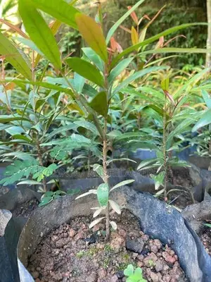 ක්‍රිස්ටිනා