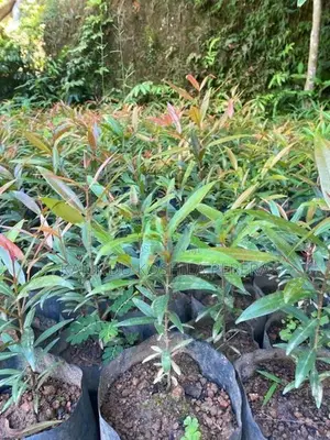 ක්‍රිස්ටිනා