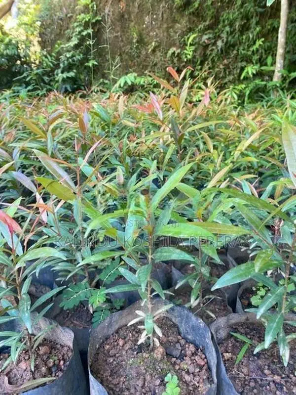 ක්‍රිස්ටිනා